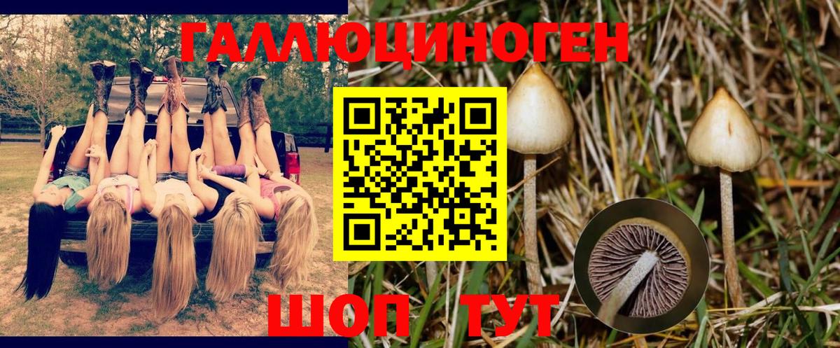 Галлюциногенные грибы Psilocybine cubensis Вольск